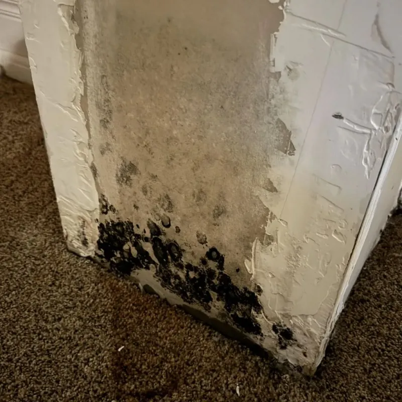 Professional Mold Removal in Brookridge, FL